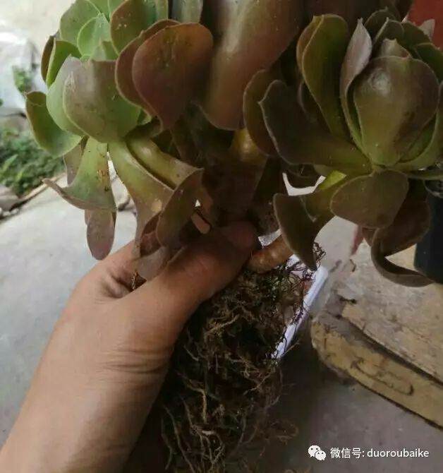 网购法师系多肉植物该如何种植与上盆