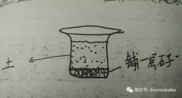 网购法师系多肉植物该如何种植与上盆