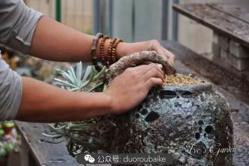 图解 仙女杯多肉植物的上盆过程