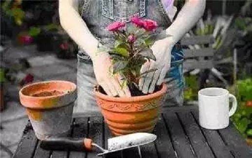 养花上盆 换盆与松盆的秘诀 你真的知道吗