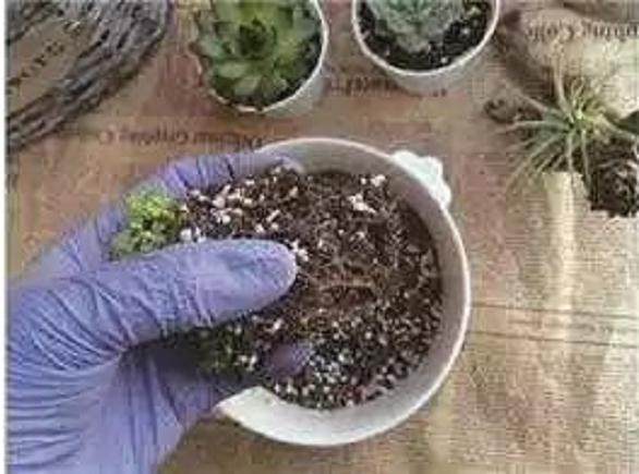 养花上盆 换盆与松盆的秘诀 你真的知道吗