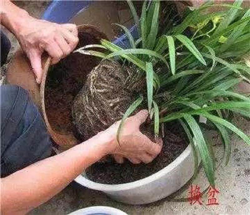 养花上盆 换盆与松盆的秘诀 你真的知道吗