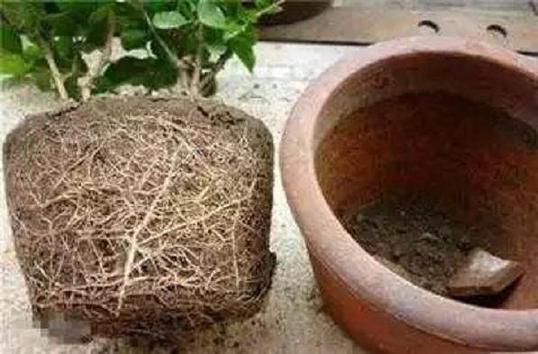 养花上盆 换盆与松盆的秘诀 你真的知道吗