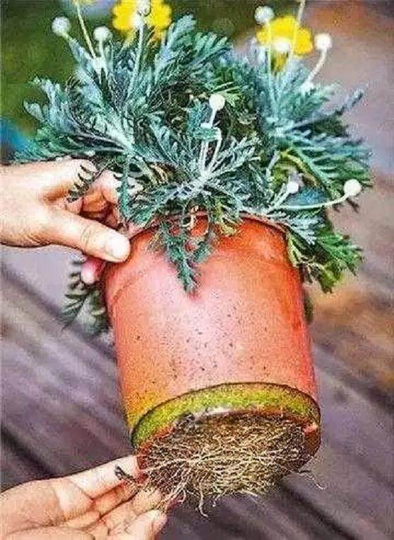 养花上盆 换盆与松盆的秘诀 你真的知道吗