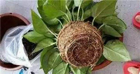 养花上盆 换盆与松盆的秘诀 你真的知道吗