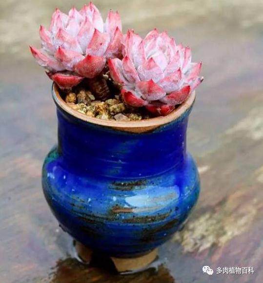 多肉上盆后的几天才能浇水？