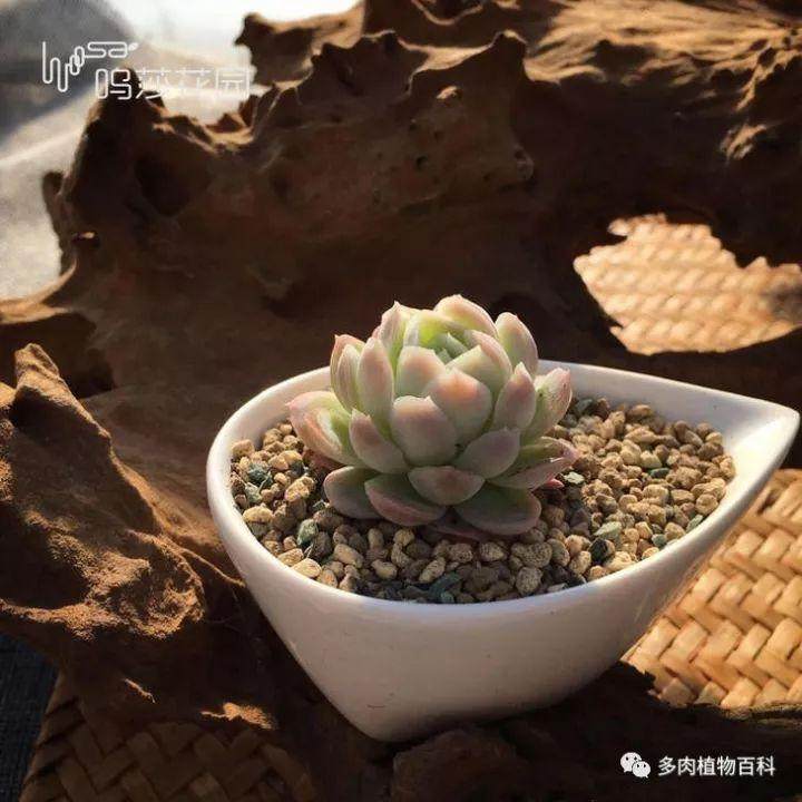 多肉上盆后的几天才能浇水 图片