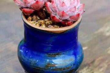 多肉上盆后的几天才能浇水 图片