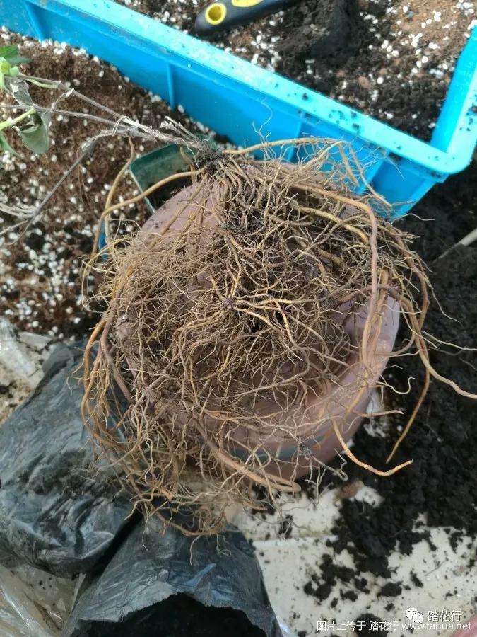 裸根盆栽苗的上盆方法