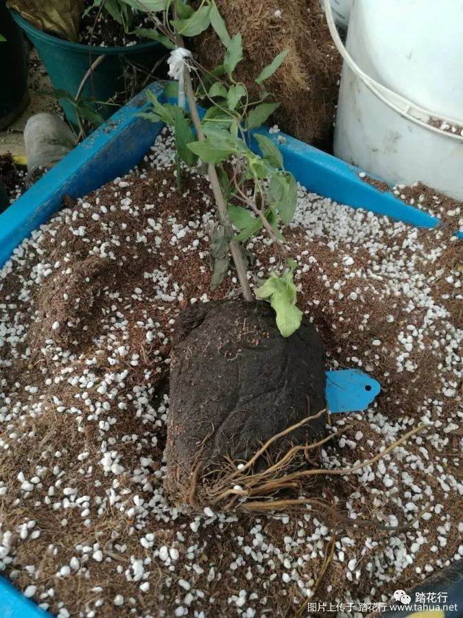 裸根盆栽苗的上盆方法