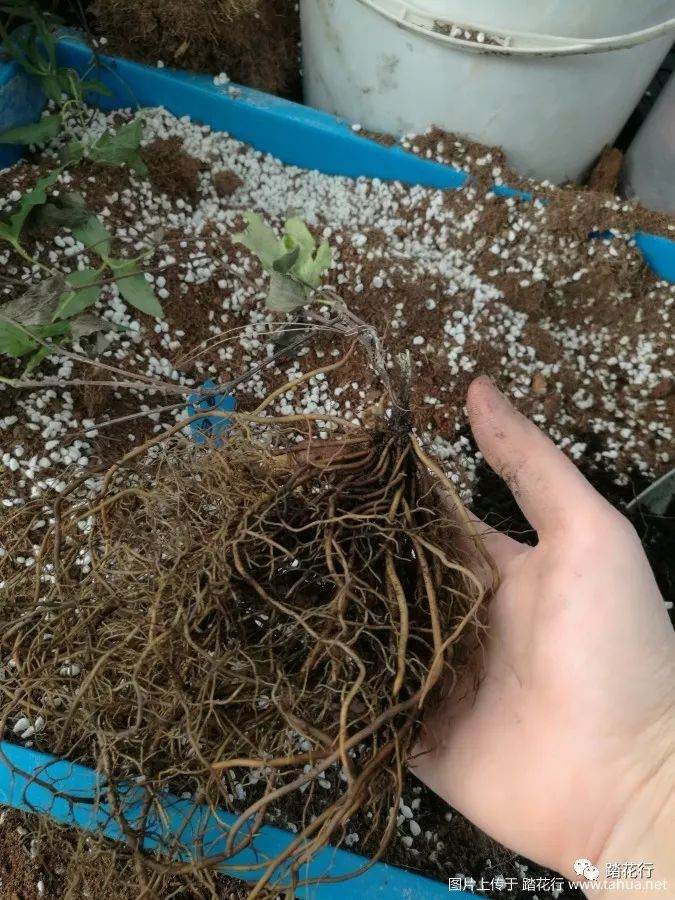 裸根盆栽苗的上盆方法