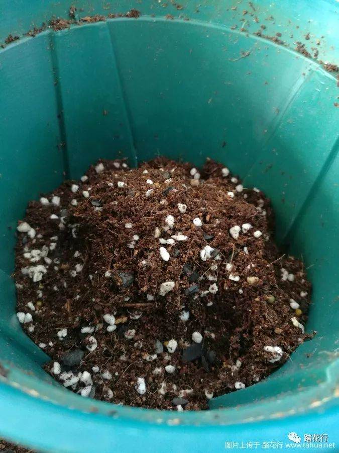 裸根盆栽苗的上盆方法