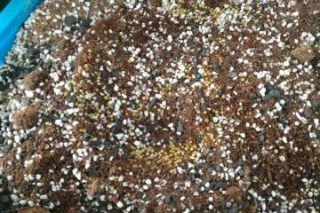 裸根盆栽苗的上盆方法