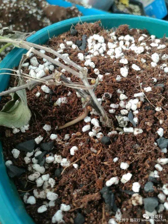 裸根盆栽苗的上盆方法