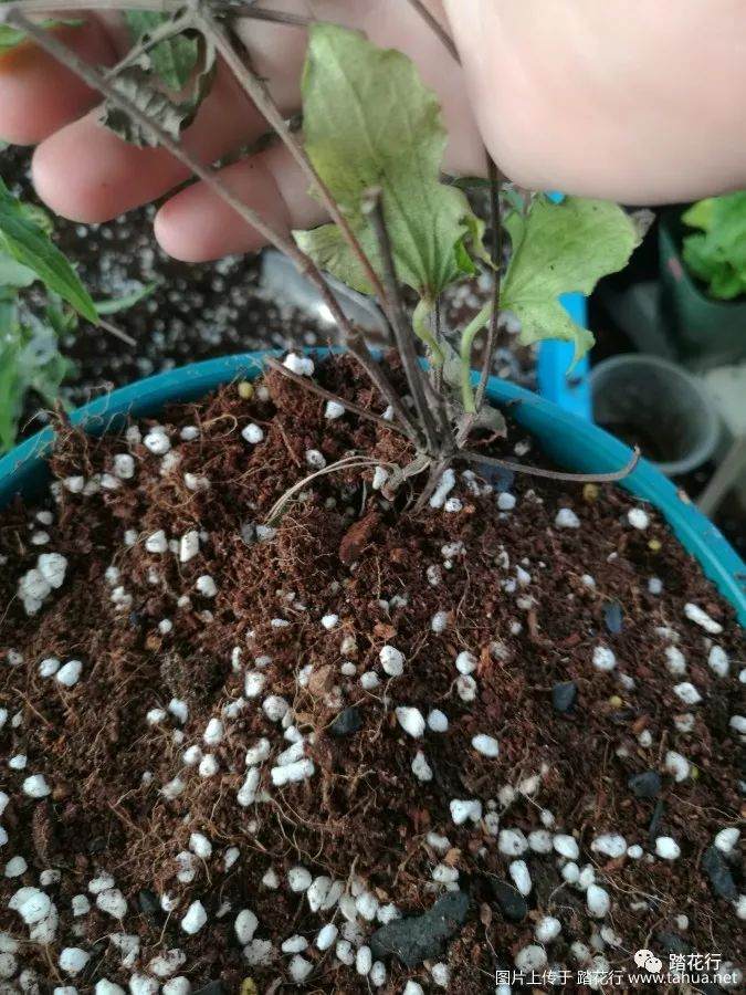 裸根盆栽苗的上盆方法