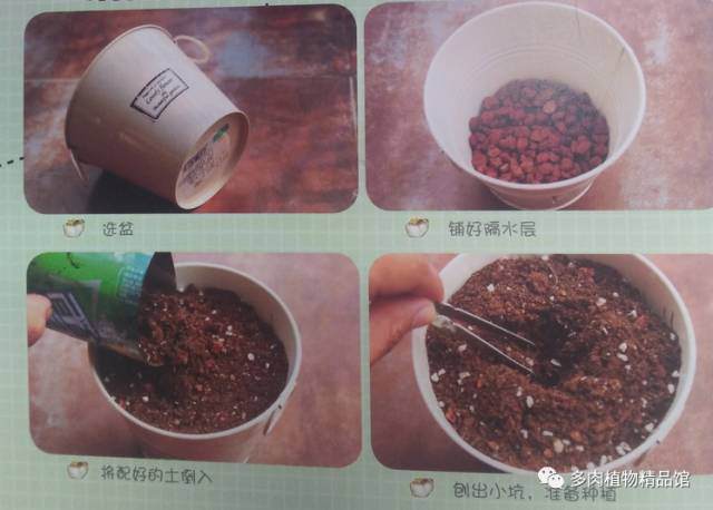 多肉植物的上盆方法及初期养护