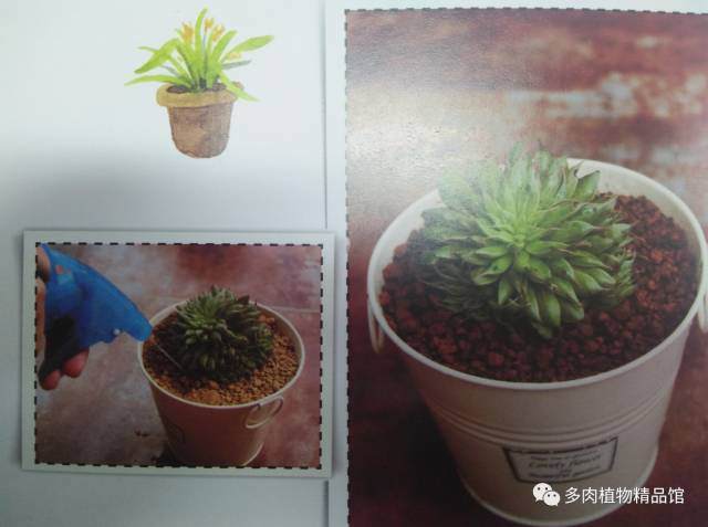 多肉植物的上盆方法及初期养护 图片