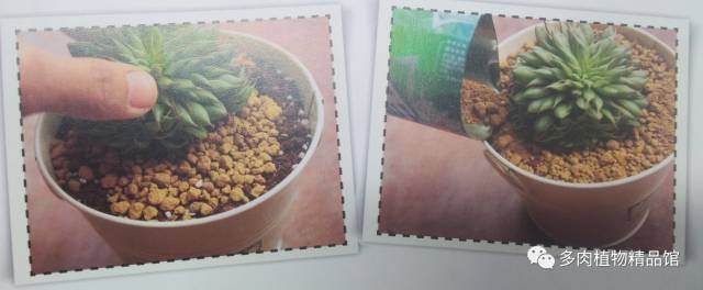 多肉植物的上盆方法及初期养护 图片