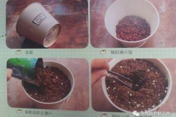 多肉植物的上盆方法及初期养护 图片