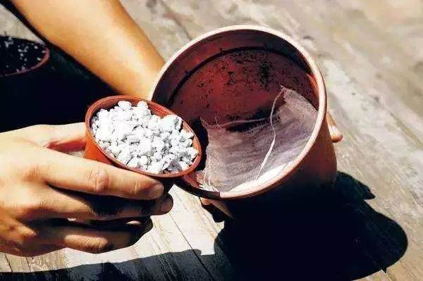 盆栽上盆 盆底铺上这几种东西 再也不用担心烂根