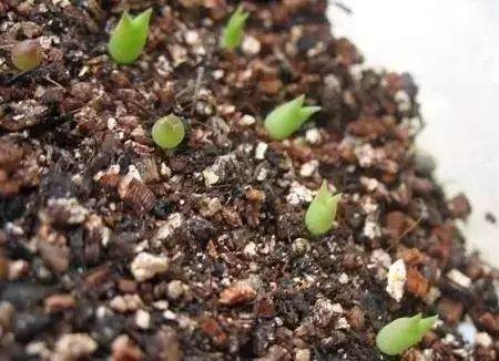 盆栽上盆 盆底铺上这几种东西 再也不用担心烂根