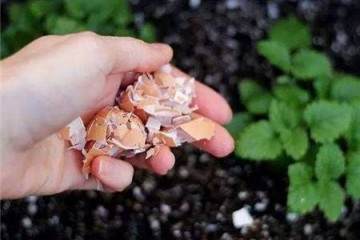 盆栽上盆 盆底铺上这几种东西 再也不用担心烂根