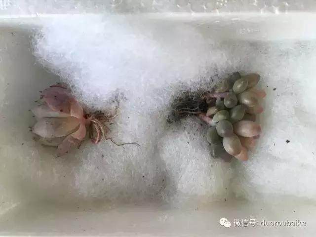 图解 多肉植物在修根后的上盆全过程