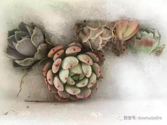 图解 多肉植物在修根后的上盆全过程