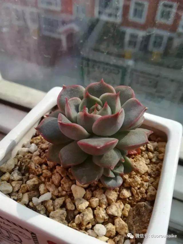 图解 多肉植物在修根后的上盆全过程