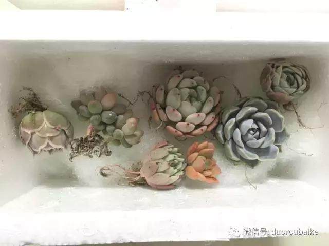 图解 多肉植物在修根后的上盆全过程