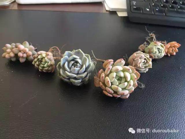 图解 多肉植物在修根后的上盆全过程