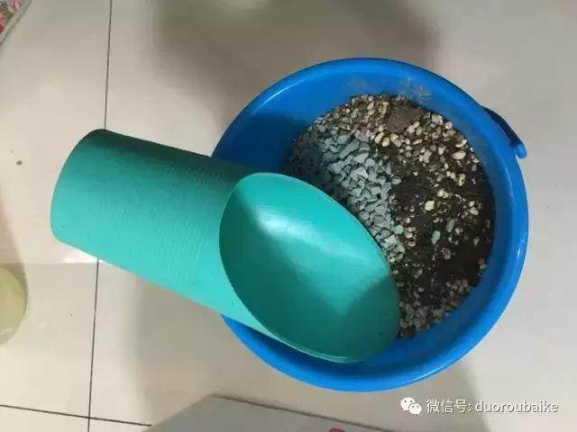 图解 多肉植物在修根后的上盆全过程