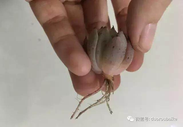 图解 多肉植物在修根后的上盆全过程