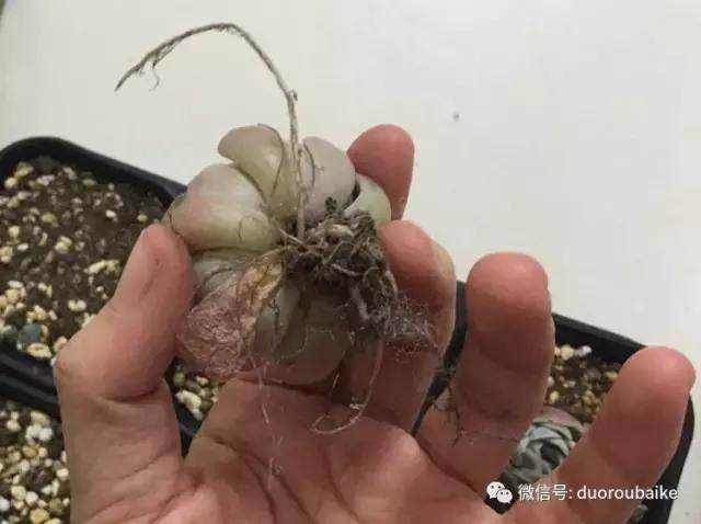 图解 多肉植物在修根后的上盆全过程