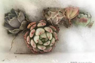 图解 多肉植物在修根后的上盆全过程