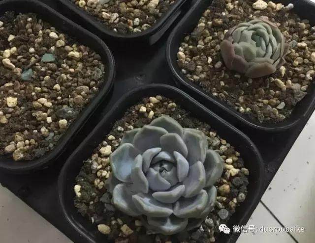 图解 多肉植物在修根后的上盆全过程
