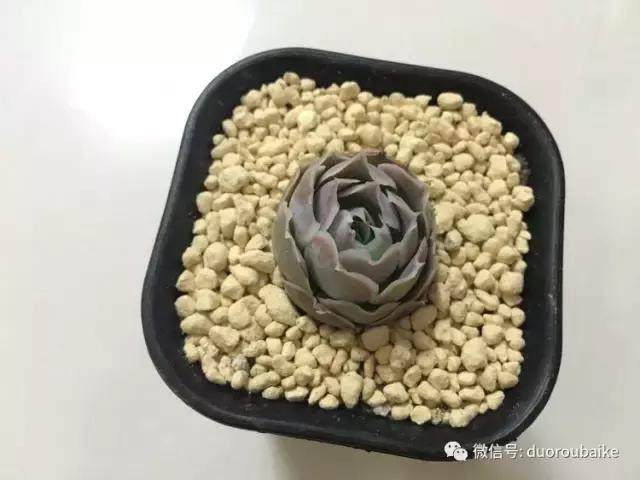 图解 多肉植物在修根后的上盆全过程
