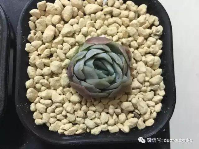 图解 多肉植物在修根后的上盆全过程