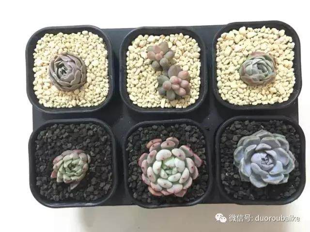 图解 多肉植物在修根后的上盆全过程