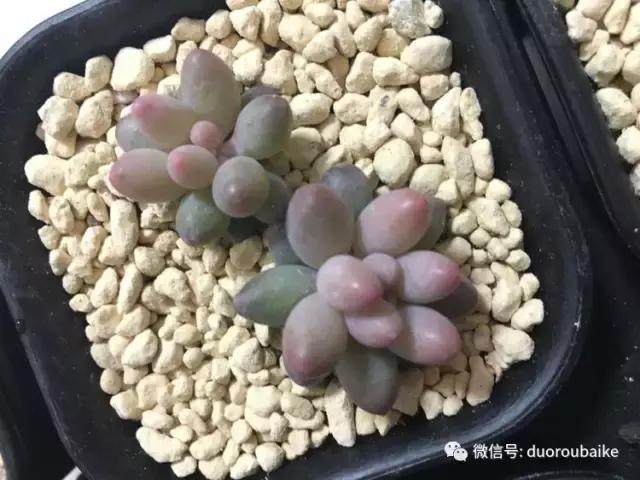 图解 多肉植物在修根后的上盆全过程
