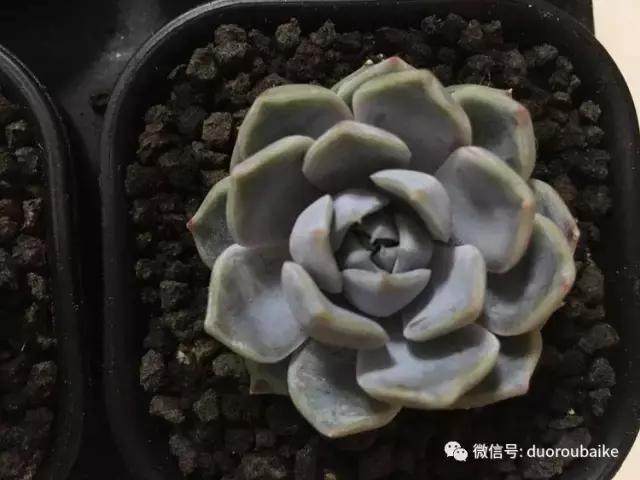 图解 多肉植物在修根后的上盆全过程