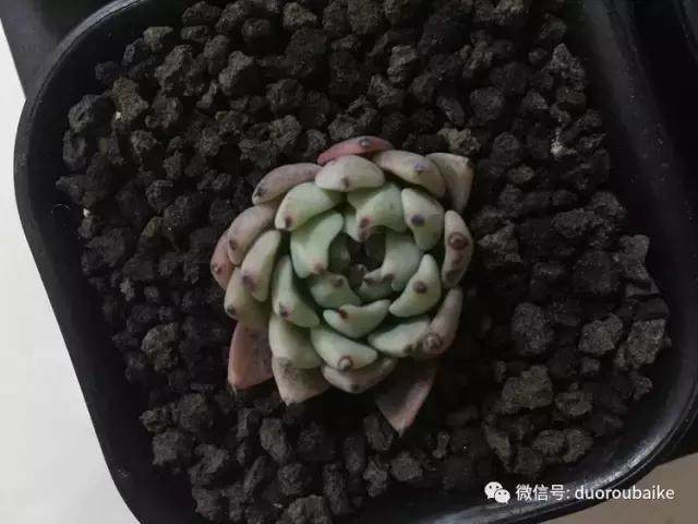 图解 多肉植物在修根后的上盆全过程