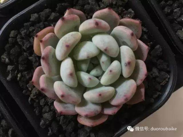 图解 多肉植物在修根后的上盆全过程