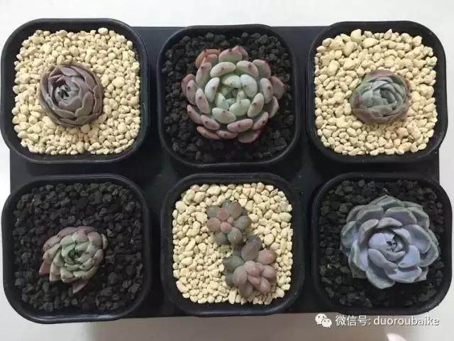 图解 多肉植物在修根后的上盆全过程