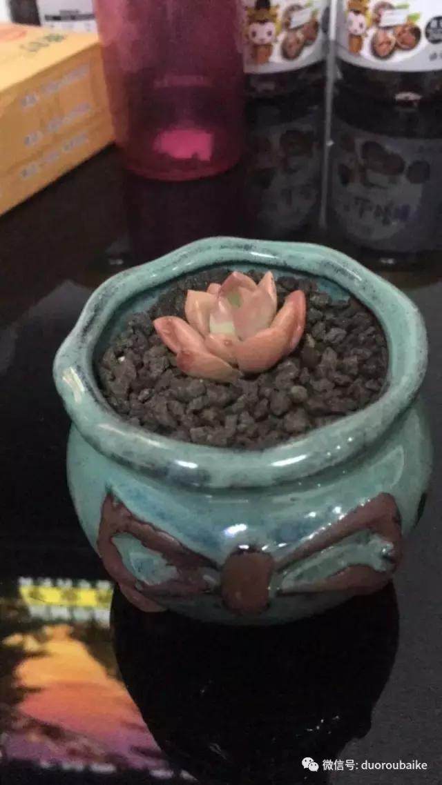 图解 多肉植物在修根后的上盆全过程
