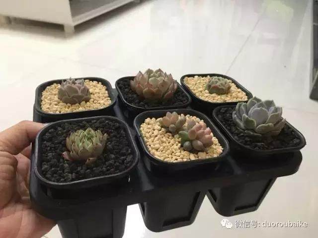 图解 多肉植物在修根后的上盆全过程