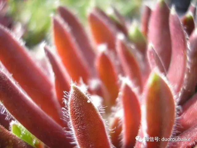  多肉是直接上盆还是蛭石发根？