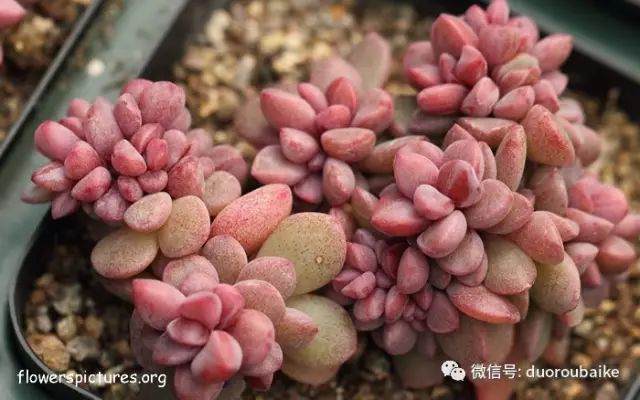  多肉是直接上盆还是蛭石发根？