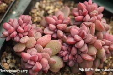 多肉是直接上盆还是蛭石发根 图片