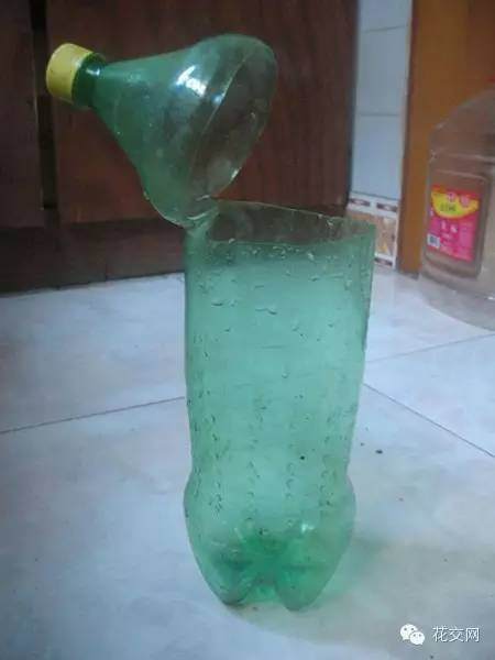 图解 栀子花折枝爆盆的方法